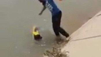 video: rescate a un perro en peligro al mejor estilo indio video: rescate a un perro en peligro al mejor estilo indio