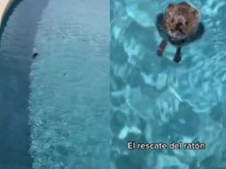 thalia salvo a un raton que se ahogaba en su pileta y se volvio viral en las redes thalia salvo a un raton que se ahogaba en su pileta y se volvio viral en las redes