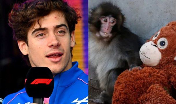 La inesperada confesión de Franco Colapinto sobre el monito viral Punch que sorprendió a sus fans
