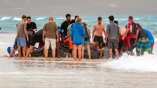 Devolvieron a la ballena al mar con mucho esfuerzo