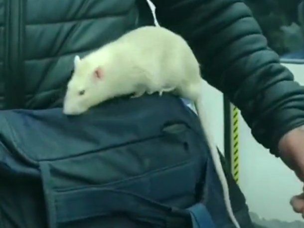 Video: llevó a su rata en el tren para que el público le pierda el miedo