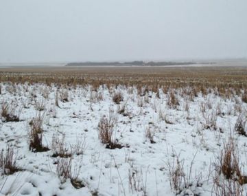 Perdió sus ovejas y las halló con una foto