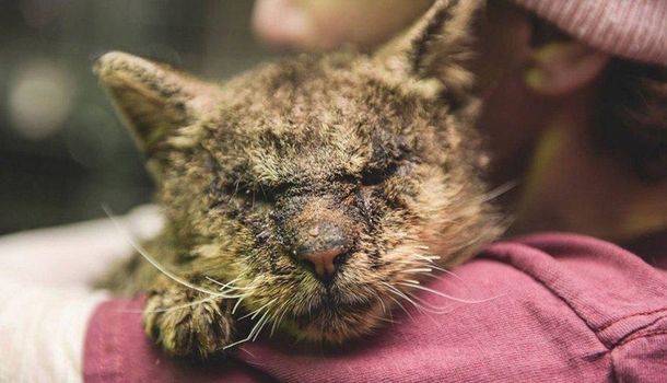 Donaciones salvaron a un gato moribundo&nbsp;