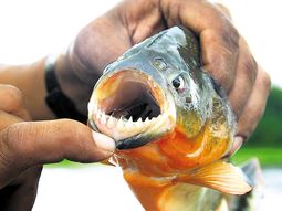 palometas, en misiones: hay 20 heridos palometas, en misiones: hay 20 heridos