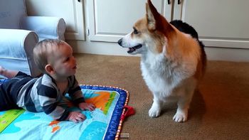 perro y bebe, por el premio al mas adorable perro y bebe, por el premio al mas adorable