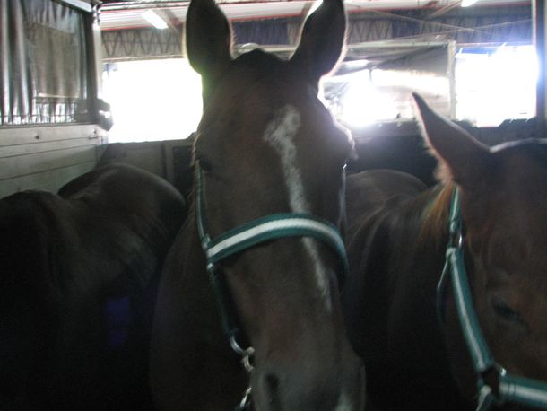 Desactivan una exportación de caballos sospechada de evasión fiscal y lavado