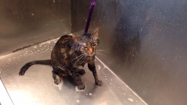 Mirá el ruego de un gatito que no se quiere bañar