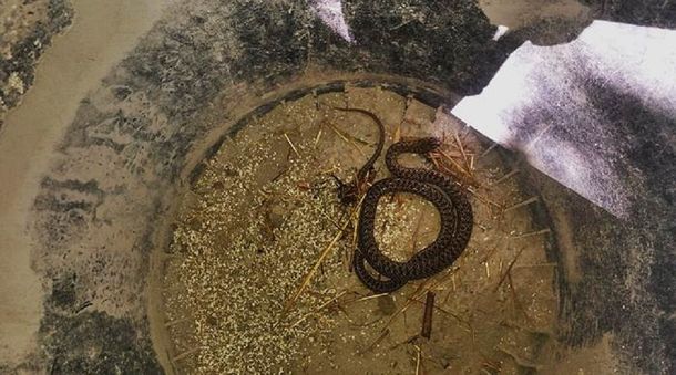 Una familia entró en pánico al encontrar una víbora en el interior de la casa