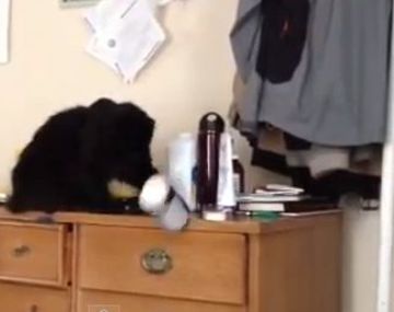 El gato que se entretiene arrojando cosas al piso