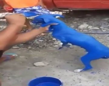 Pintó a su perro de azul porque le dijeron que curaba la sarna: lo detuvieron