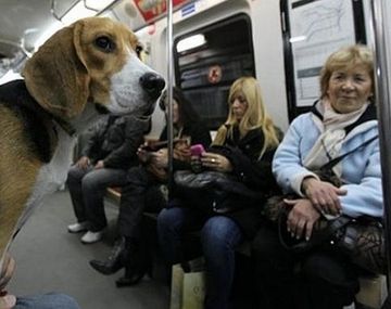 En los metros de Londres, Barcelona y Madrid ya se puede viajar con mascotas e incluso en horas pico