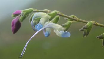 La flor celeste y blanca peruana que disparó como homenaje el nombre científico de Messi.