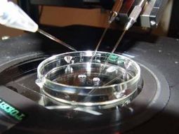 In vitro