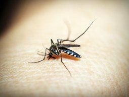 Alerta por dengue en varios municipios de la provincia de Buenos Aires