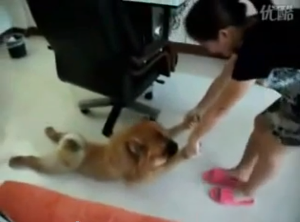 VIDEO: Un perro se hace el muerto para no bañarse