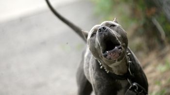 Un pitbull atacó a un jóven que cumplía arresto domicialiario. Un pitbull atacó a un jóven que cumplía arresto domicialiario.