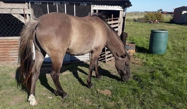 Mar del Plata: padece un trastorno del aprendizaje y le robaron su caballo con el que hacía terapia