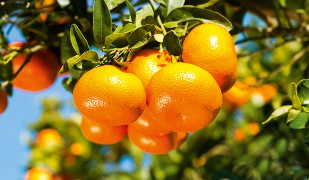 La mandarina que mató a una nena en Corrientes tenía un agrotóxico prohibido