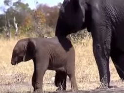 Encontraron una cría de elefante sin trompa en África: nadie sabe qué le pasó