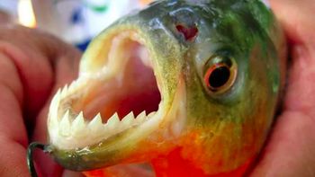 alerta por varios ataques de palometas en el rio parana: un hombre perdio un dedo alerta por varios ataques de palometas en el rio parana: un hombre perdio un dedo