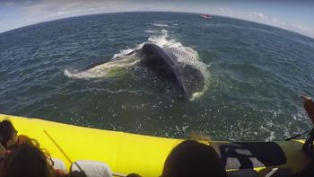 video: una ballena casi se traga a un bote lleno de turistas video: una ballena casi se traga a un bote lleno de turistas