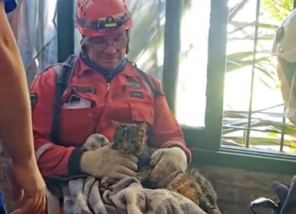 Derrumbe en Villa Gesell: rescataron a un gatito de los escombros del hotel