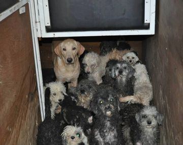 Conmovedor rescate de 68 perros en un criadero clandestino en Almagro