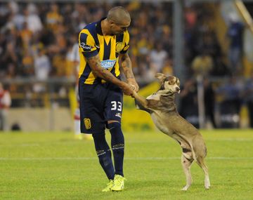 El perro que se metió en la cancha de Rosario Central busca hogar