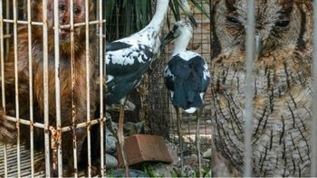 Rescatan más de 80 animales exóticos de una casa en Ituzaingó Rescatan más de 80 animales exóticos de una casa en Ituzaingó