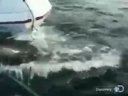 panico por un tiburon que ataca un bote panico por un tiburon que ataca un bote