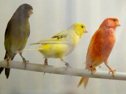 Desmontaron un criadero ilegal de canarios