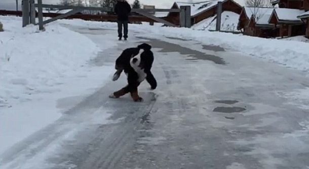 En cámara lenta: mirá como se resbala un perro en la nieve