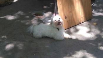 El perro robado en una casa de Quilmes El perro robado en una casa de Quilmes