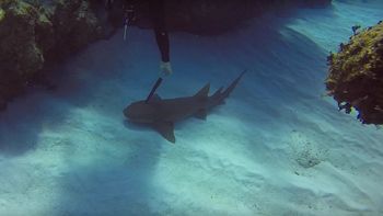 Un buzo salvó a un tiburón que tenía clavado un cuchillo Un buzo salvó a un tiburón que tenía clavado un cuchillo