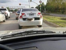 Indignante: lleva a un perro en el baúl del auto