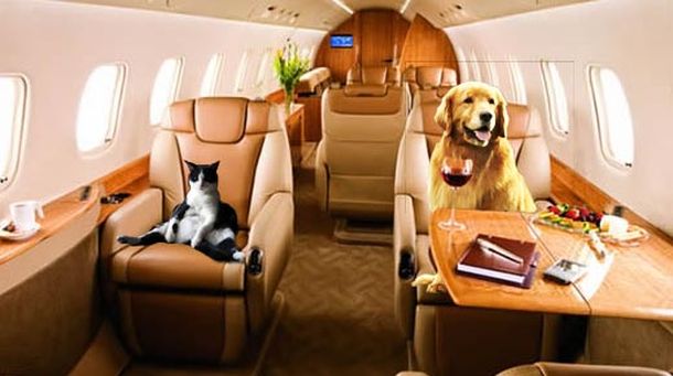 Avion-mascotas