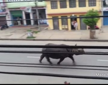 Un rinoceronte mató a una mujer y dejó varios heridos en Nepal