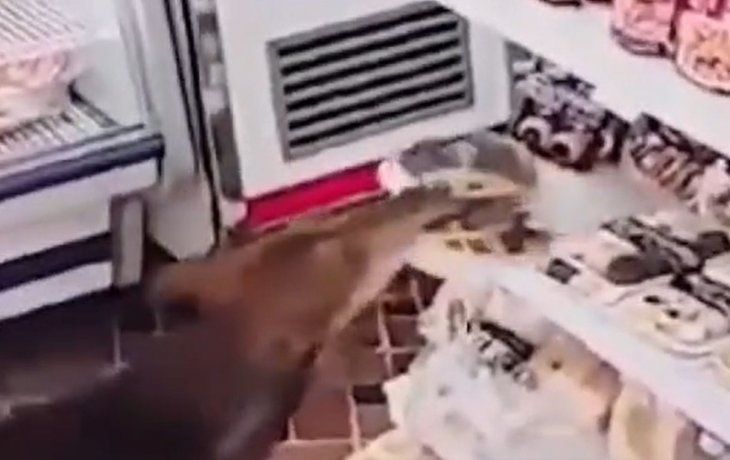 Un perro se robó una pastafrola de un almacén y se la comió en la vereda