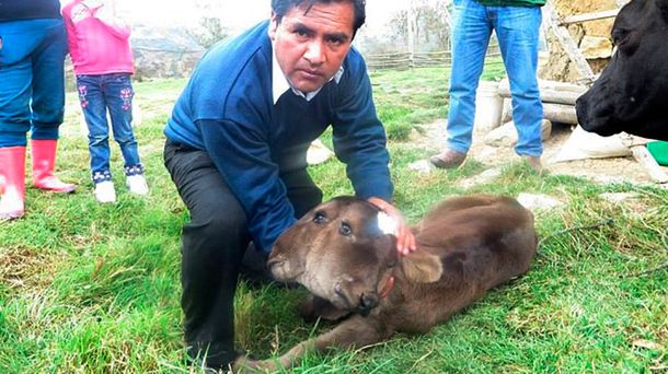 Nació ternero con dos cabezas y cuatro ojos: ¿cuál es el motivo de su malformación?