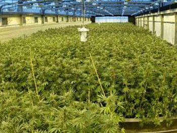 Argentino tenía 130 plantas de marihuana