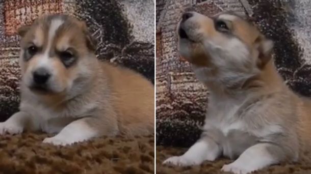 Un cachorro de siberiano intenta aullar, falla y genera una ola de ternura en la web