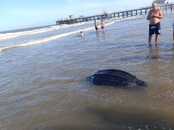 Hallazgo en La Lucila del Mar: encontraron una tortuga gigante muerta en la playa