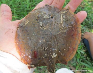 Ataque de rayas en Misiones