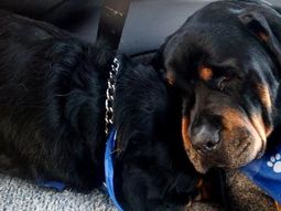 conmovedor: un rottweiler llora a su hermano muerto conmovedor: un rottweiler llora a su hermano muerto