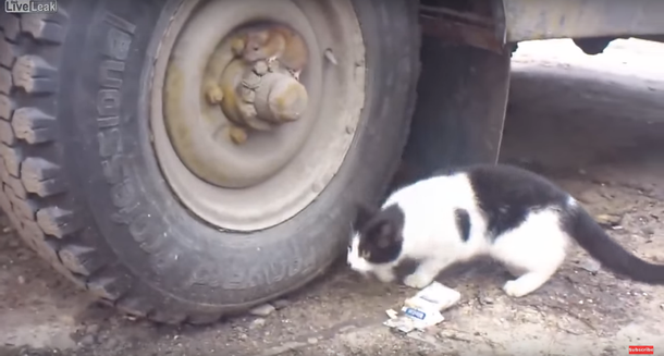 La versión real de Tom y Jerry: un gato no puede encontrar a un ratón escondido