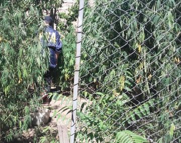 Mamá mono tenía 200 plantas de marihuana de más de 2 metros cada una