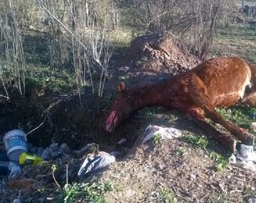 Foto: diario La Mañana de Neuquén.