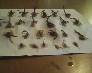 Los alacranes fueron eliminados uno por uno pero el miedo continúa