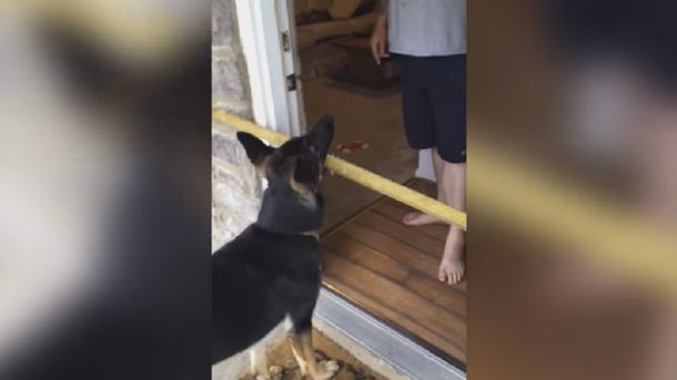Este perro quiso entrar a su casa con un palo y se recibió de ingeniero