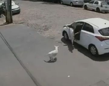 Crueldad: una mujer abandona y maltrata a un perro discapacitado